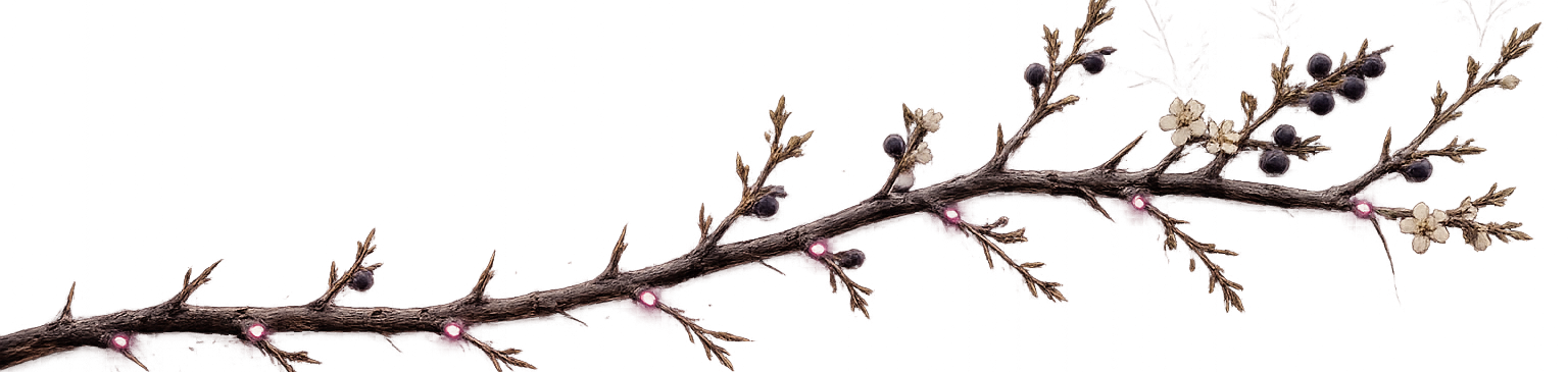 A blackthorn branch, each offshoot marking a stage of the supported accommodation journey